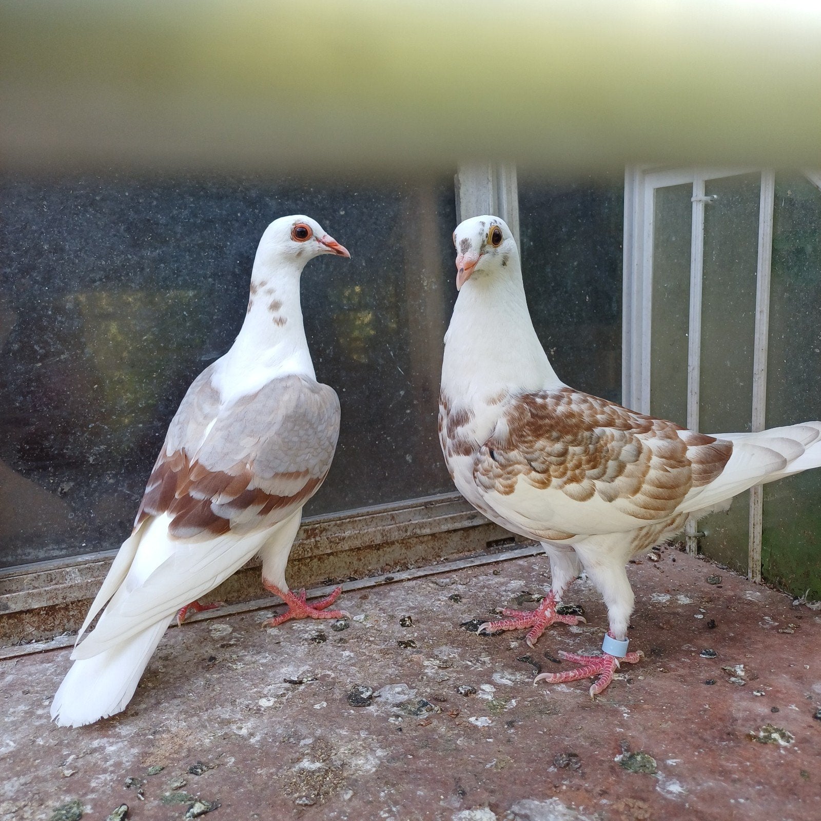 Koppel kleurduiven., Dieren en Toebehoren, Vogels | Duiven, Meerdere dieren, Overige soorten