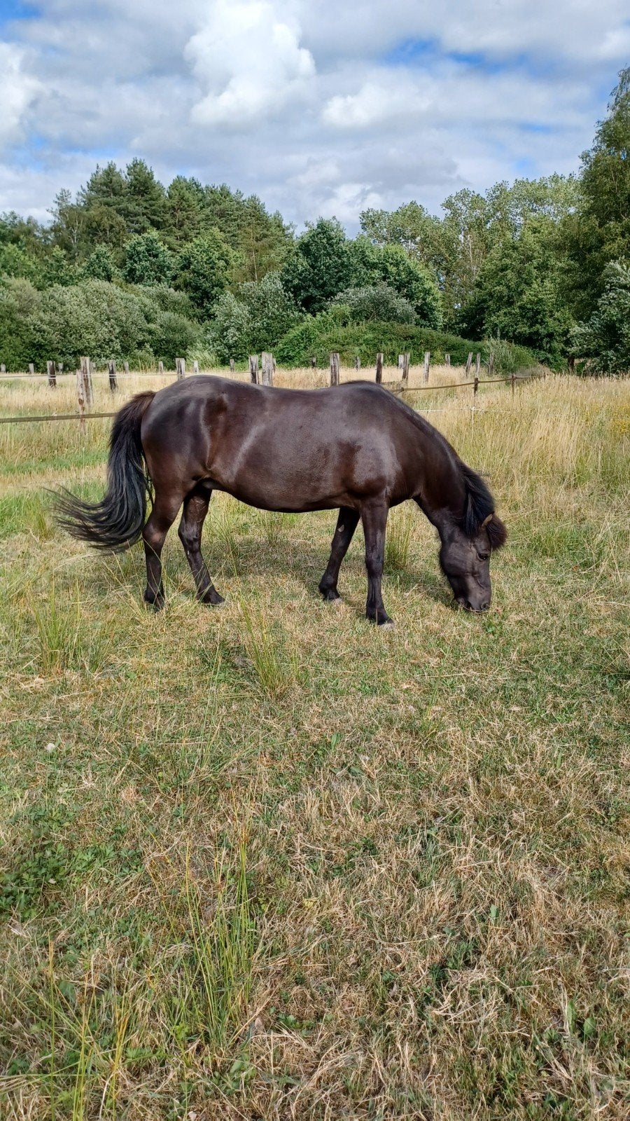 Ijslands paard, Merrie, Recreatiepaard
