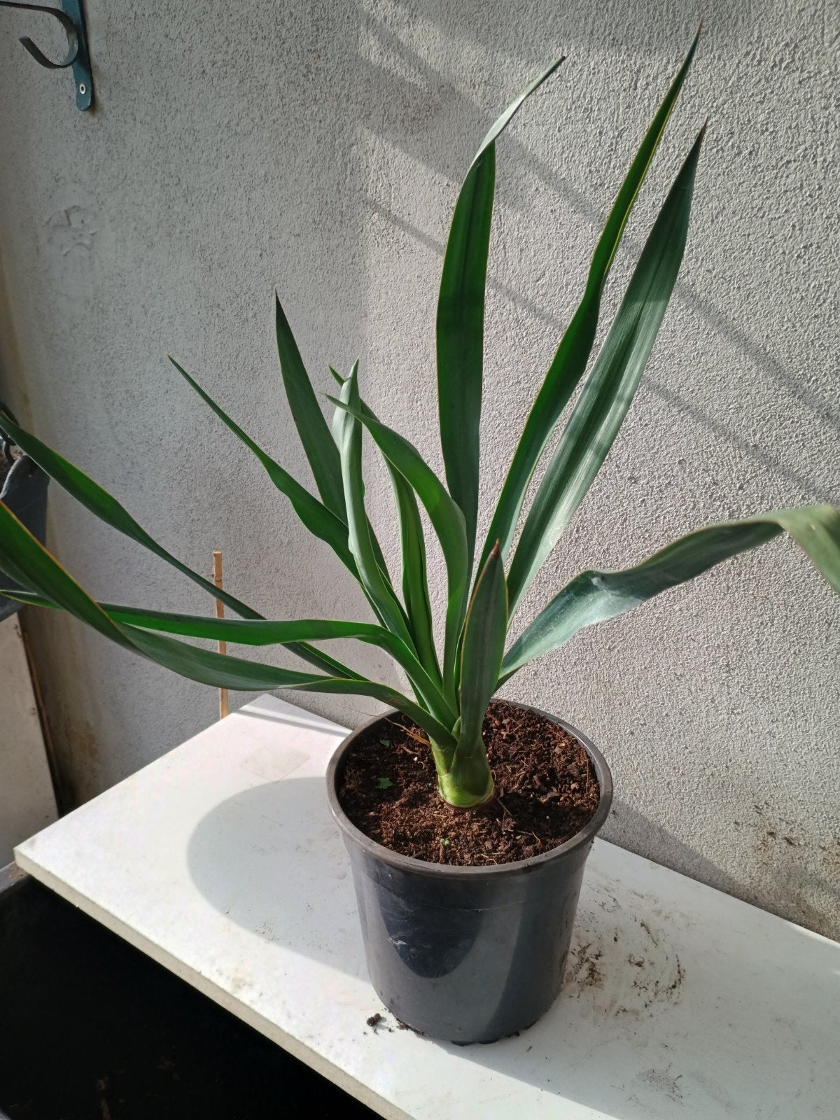 te koop jonge yucca, palm lelie planten, Ophalen, Overige soorten, Volle zon