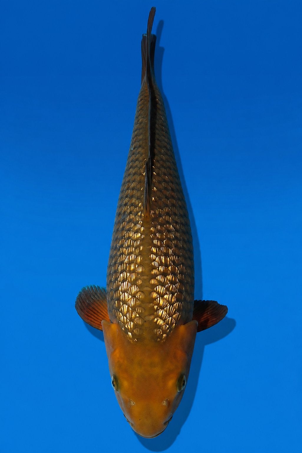 Ginrin chagoi japanse koi dainichi hoge kwaliteit, Karper of Koi