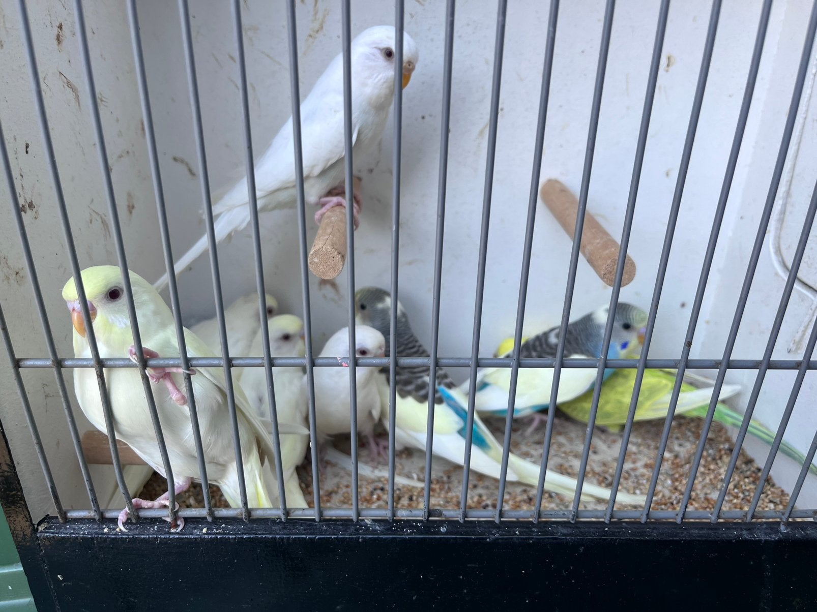 Grasparkieten jongen, Dieren en Toebehoren, Vogels | Parkieten en Papegaaien, Meerdere dieren, Parkiet