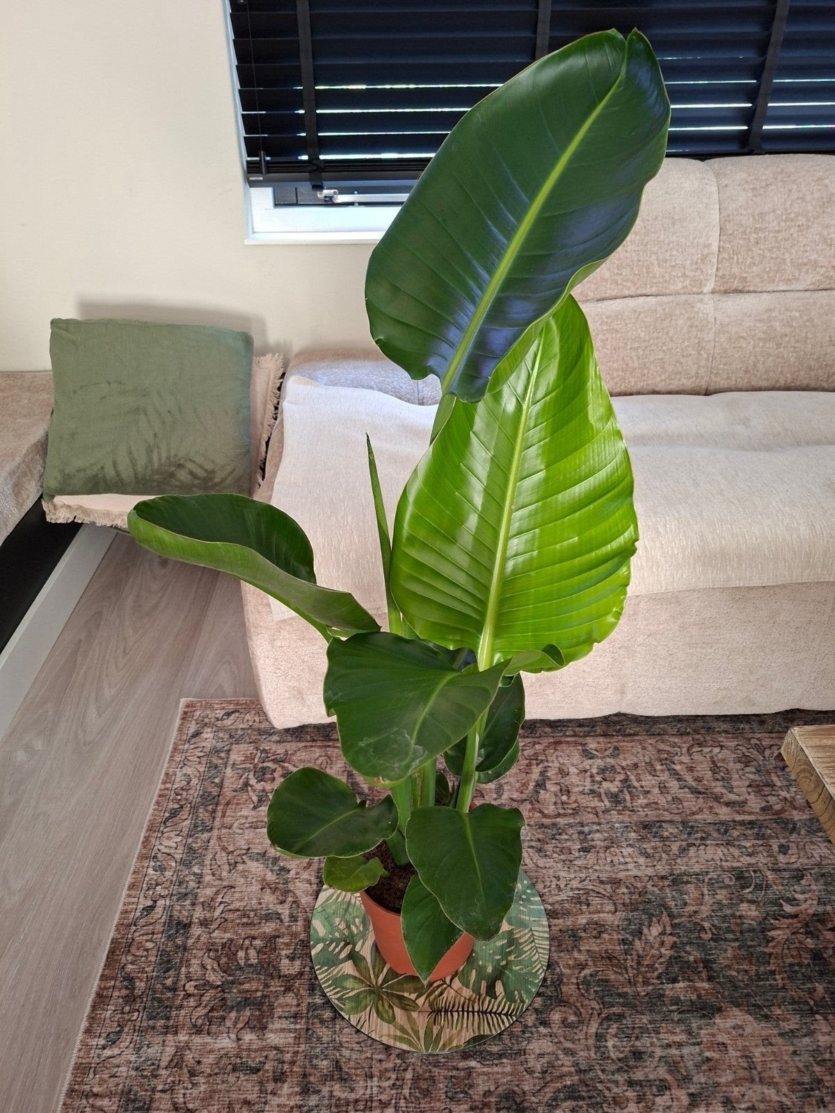 Strelitzia plant - Paradijsvogelbloem, Huis en Inrichting, Ophalen, 100 tot 150 cm, Palm, Halfschaduw