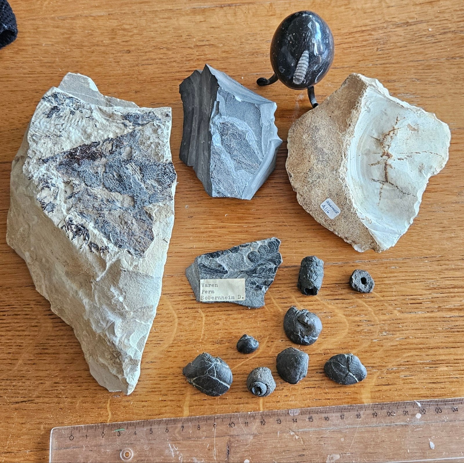 Collectie van fossielen en versteende vissen en schelpen, Ophalen of Verzenden, Schelp(en)