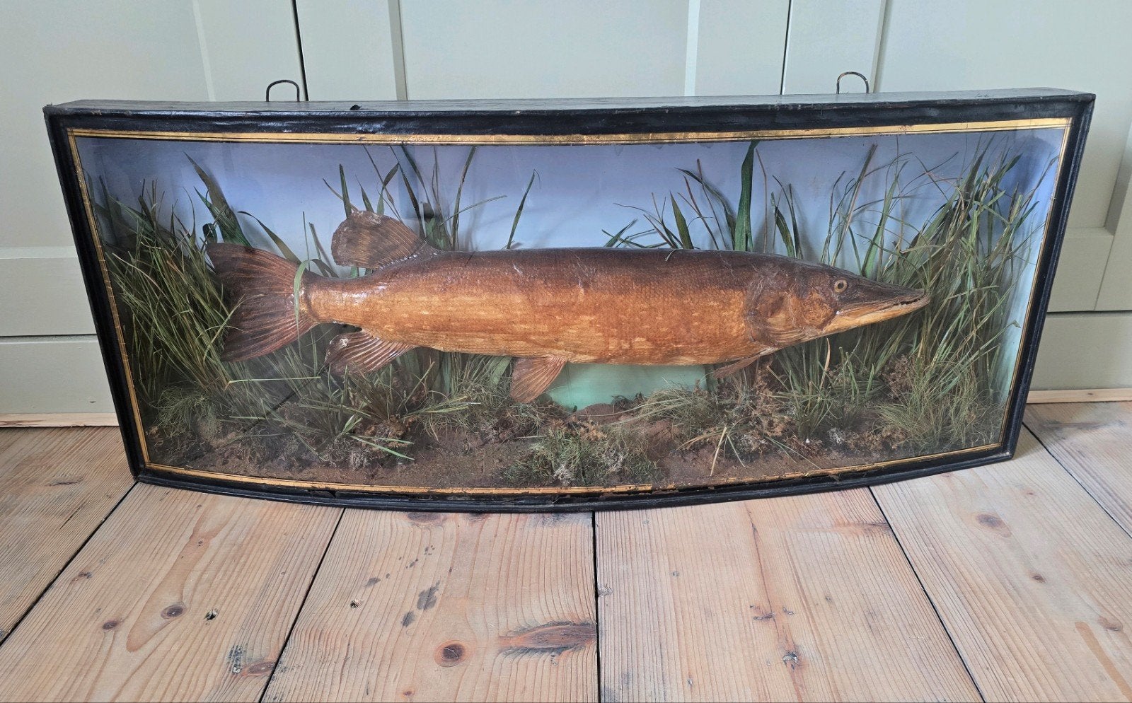 Vitrine met opgezette snoek, vis, antiek, Verzamelen, Ophalen of Verzenden, Zo goed als nieuw, Vogel, Opgezet dier