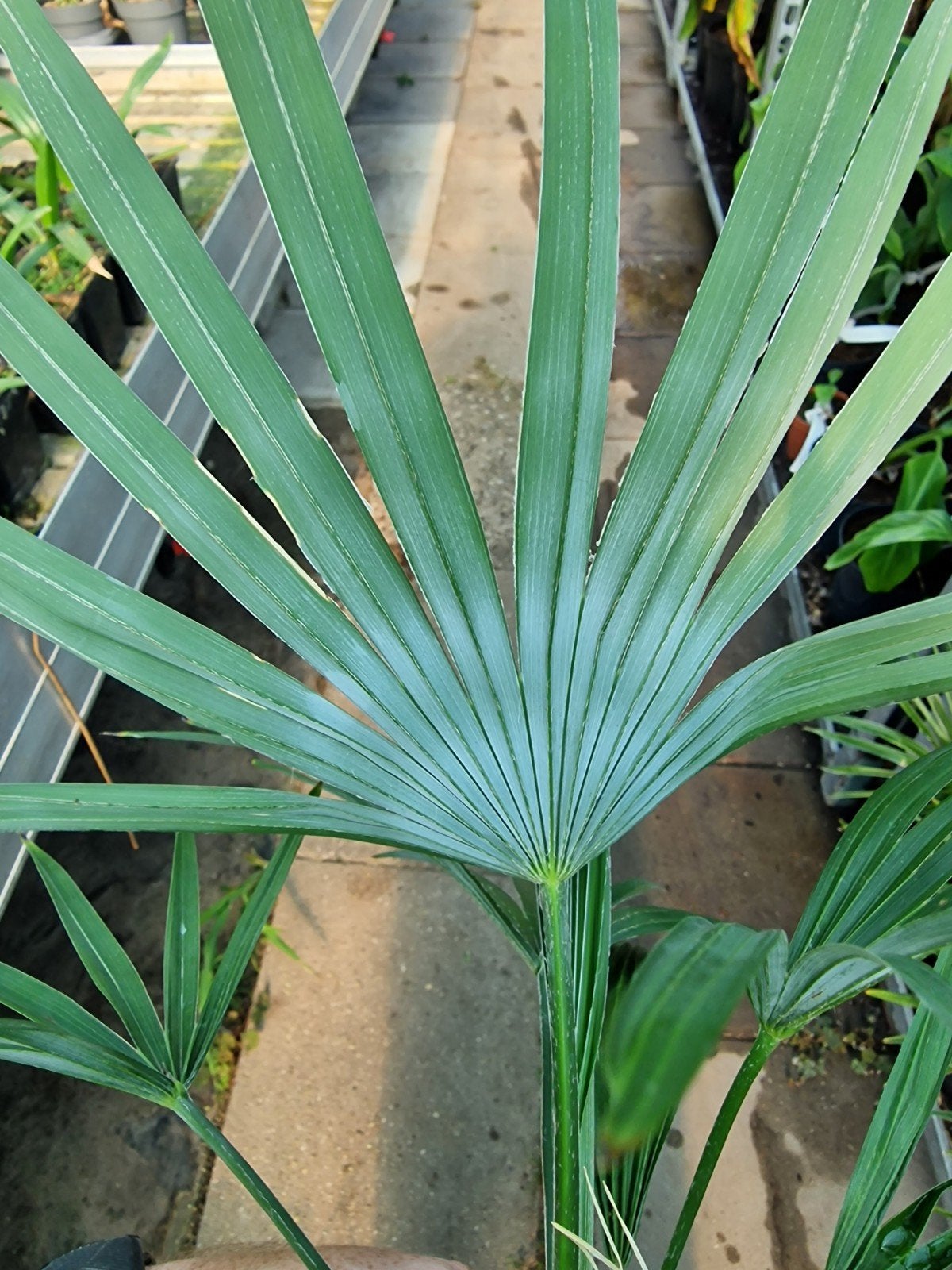 Trachycarpus princeps x wagerianus- Winterharde Palmboom, Ophalen of Verzenden, Overige soorten, Volle zon