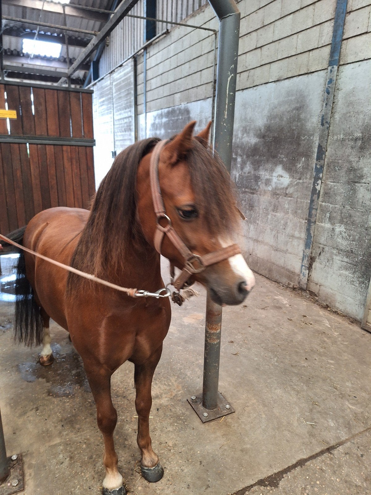 lieve Welsh ruin, Ruin, A pony (tot 1.17m)
