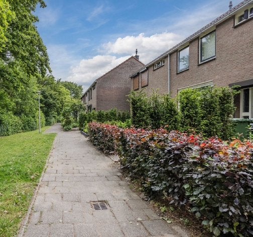 Rode beukenhaag +/- 4 meter breed, Tuin en Terras, Planten | Struiken en Hagen, Ophalen, Beukenhaag, Haag, Minder dan 100 cm