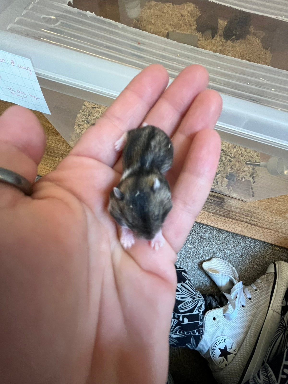 Lieve leuke dwerghamsters, Dieren en Toebehoren, Knaagdieren, Hamster, Juni, Meerdere dieren, Tam