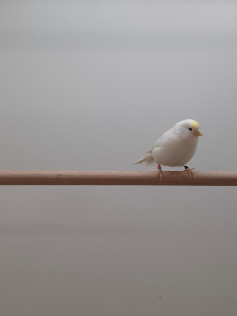 Diverse tropische vogels, Dieren en Toebehoren, Vogels | Overige Vogels, Meerdere dieren, Tropenvogel, Geringd