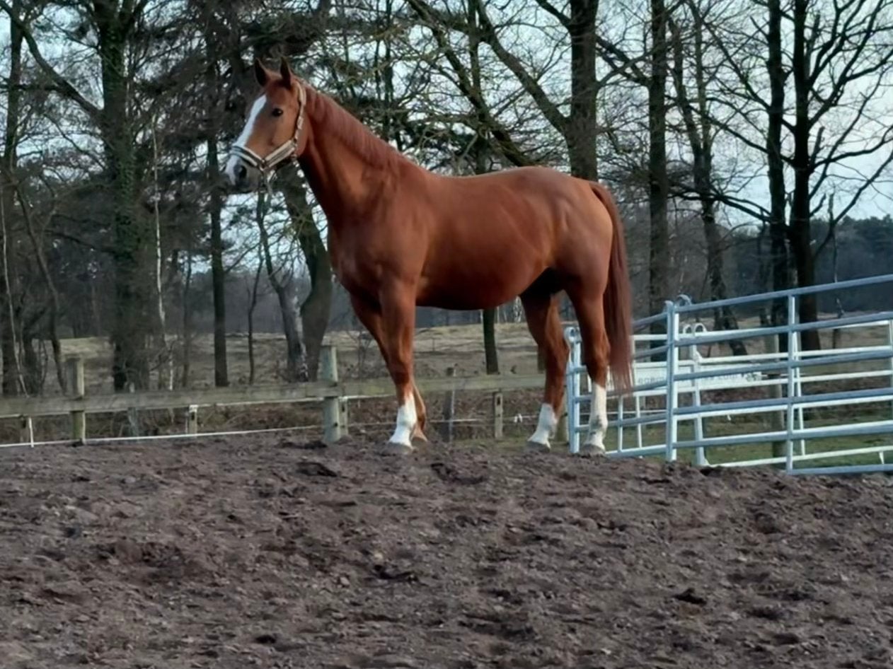 Te koop veelzijde vosruin 13 jaar, Dieren en Toebehoren, Gechipt, B, Ruin, 160 tot 165 cm