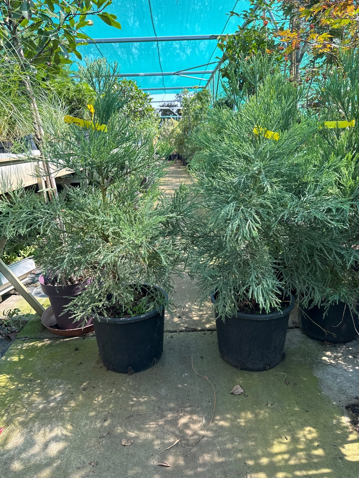 Sequoia giganteum - Mammoetboom 40-100 cm, Volle zon, Vaste plant, Bloeit niet, Ophalen