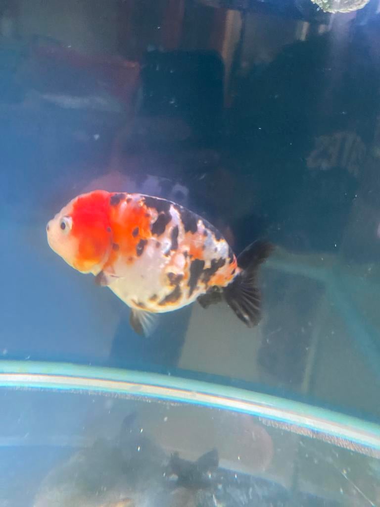 Ranchu goudvis, Vis, Zoetwatervis