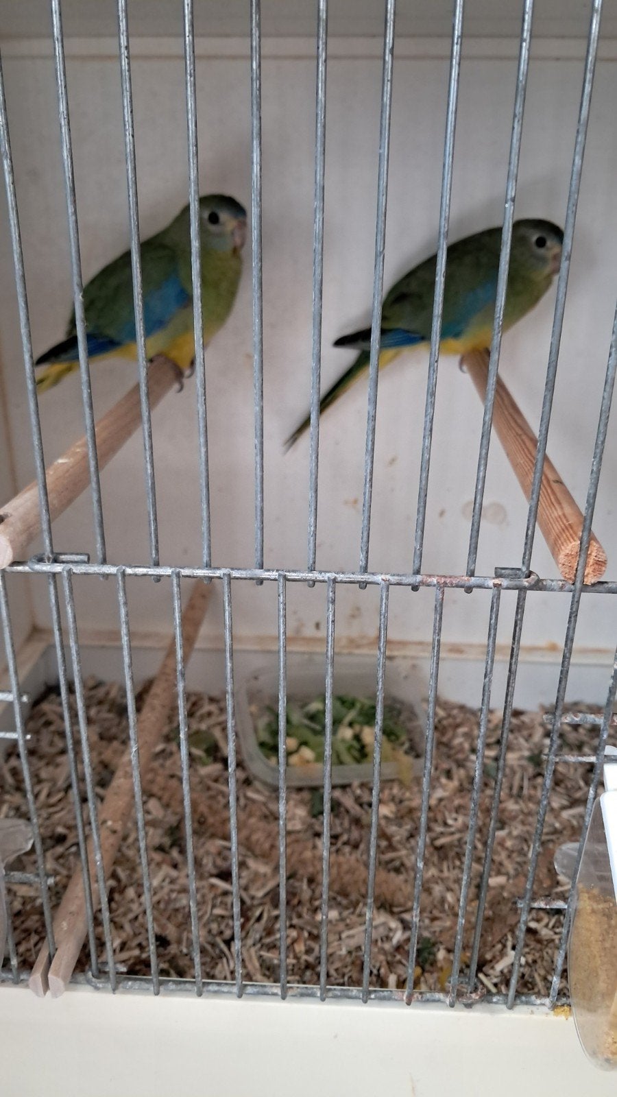 te koop 3 jonge turqouisine parkieten, Dieren en Toebehoren, Vogels | Parkieten en Papegaaien, Meerdere dieren, Parkiet