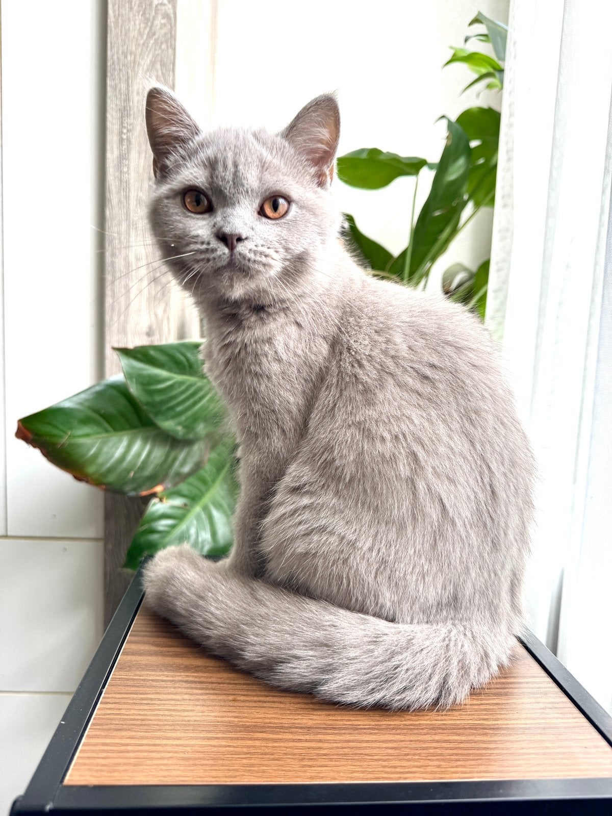 Ras Zuiver Britse Korthaar/ Langhaar zonder stamboom, Dieren en Toebehoren, Kater, Ontwormd, 0 tot 2 jaar