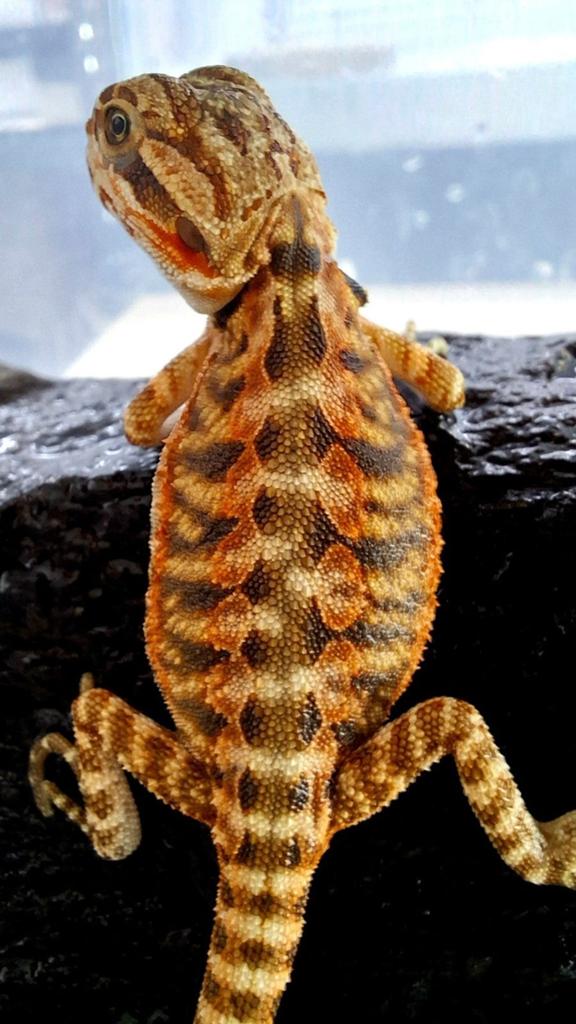 50% Red Monsters Tiger Triple het. Baardagaam Bearded Dragon - male for sale from Design Dragons