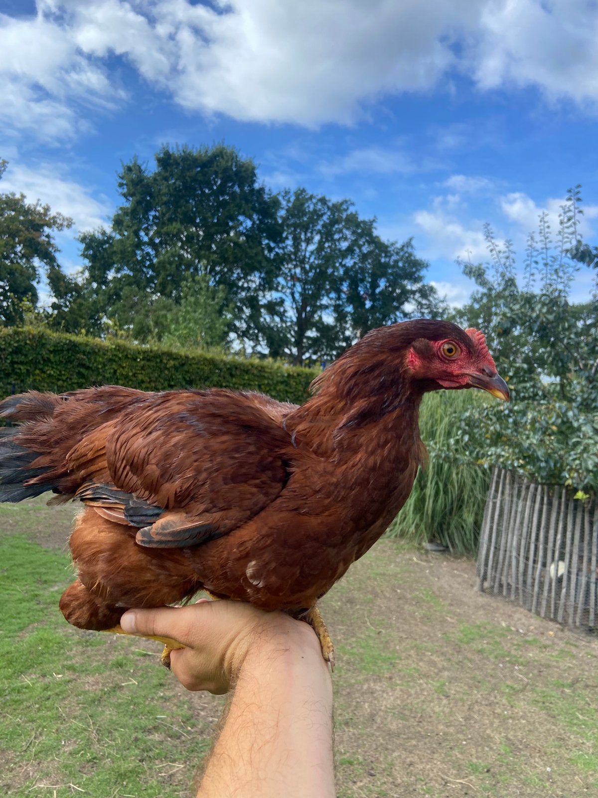 Red island haan, Dieren en Toebehoren, Mannelijk, Kip