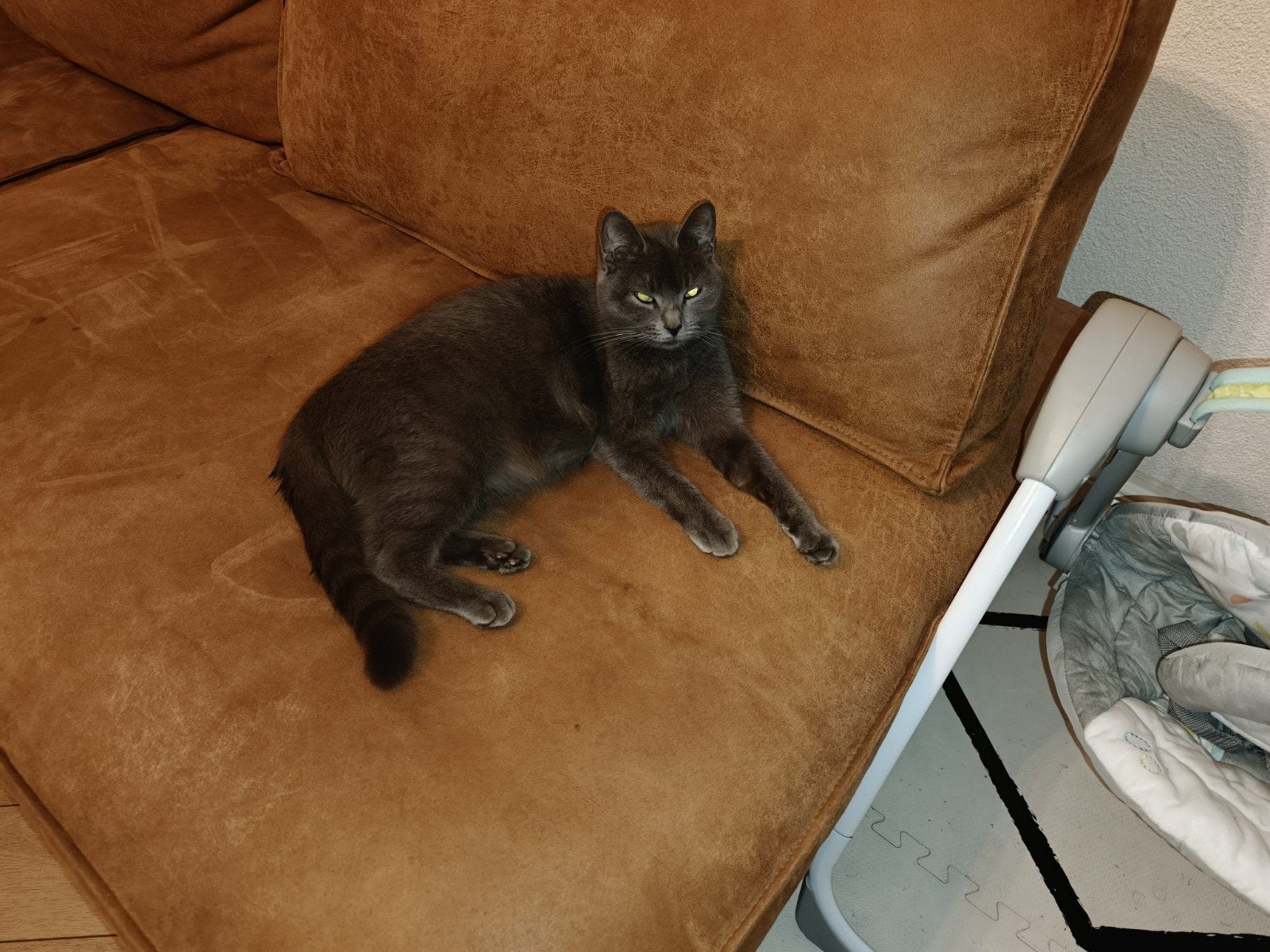 Britse kort haar, Poes, Ontwormd, 0 tot 2 jaar