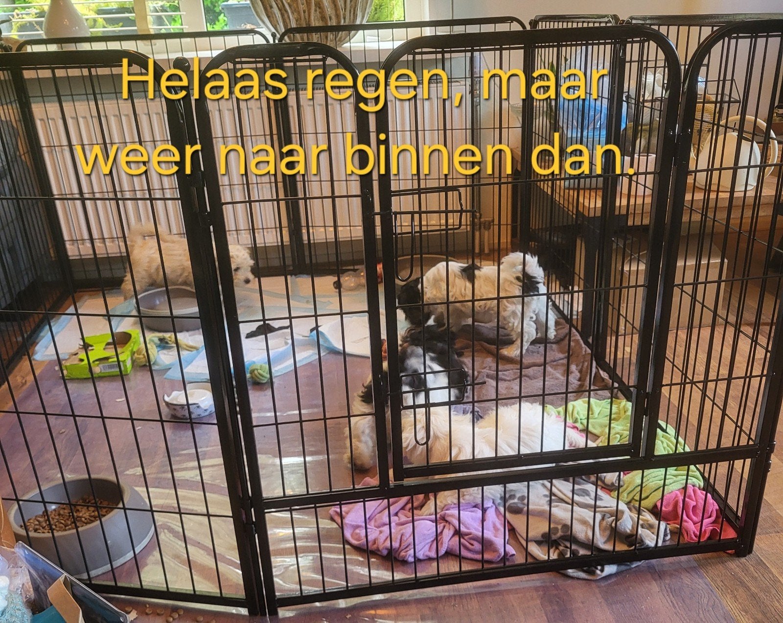 Lieve Maltipoo (boomer)pups, Parvo, Overige rassen, 8 tot 15 weken, Meerdere