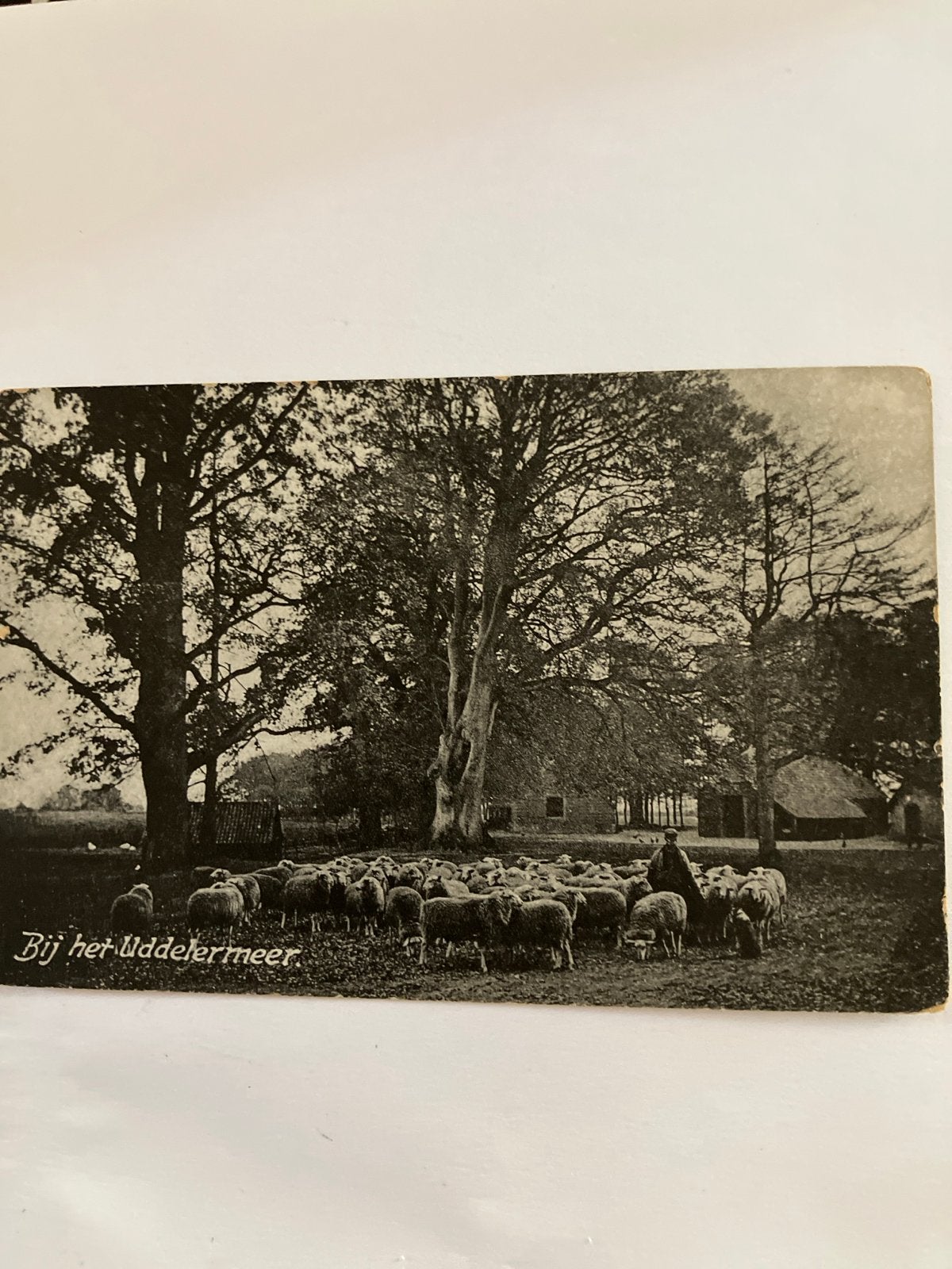 Oude Ansichtkaart: Schapen bij het Uddelermeer (Gelderland), Ophalen of Verzenden, Voor 1920, Gelopen, Gelderland