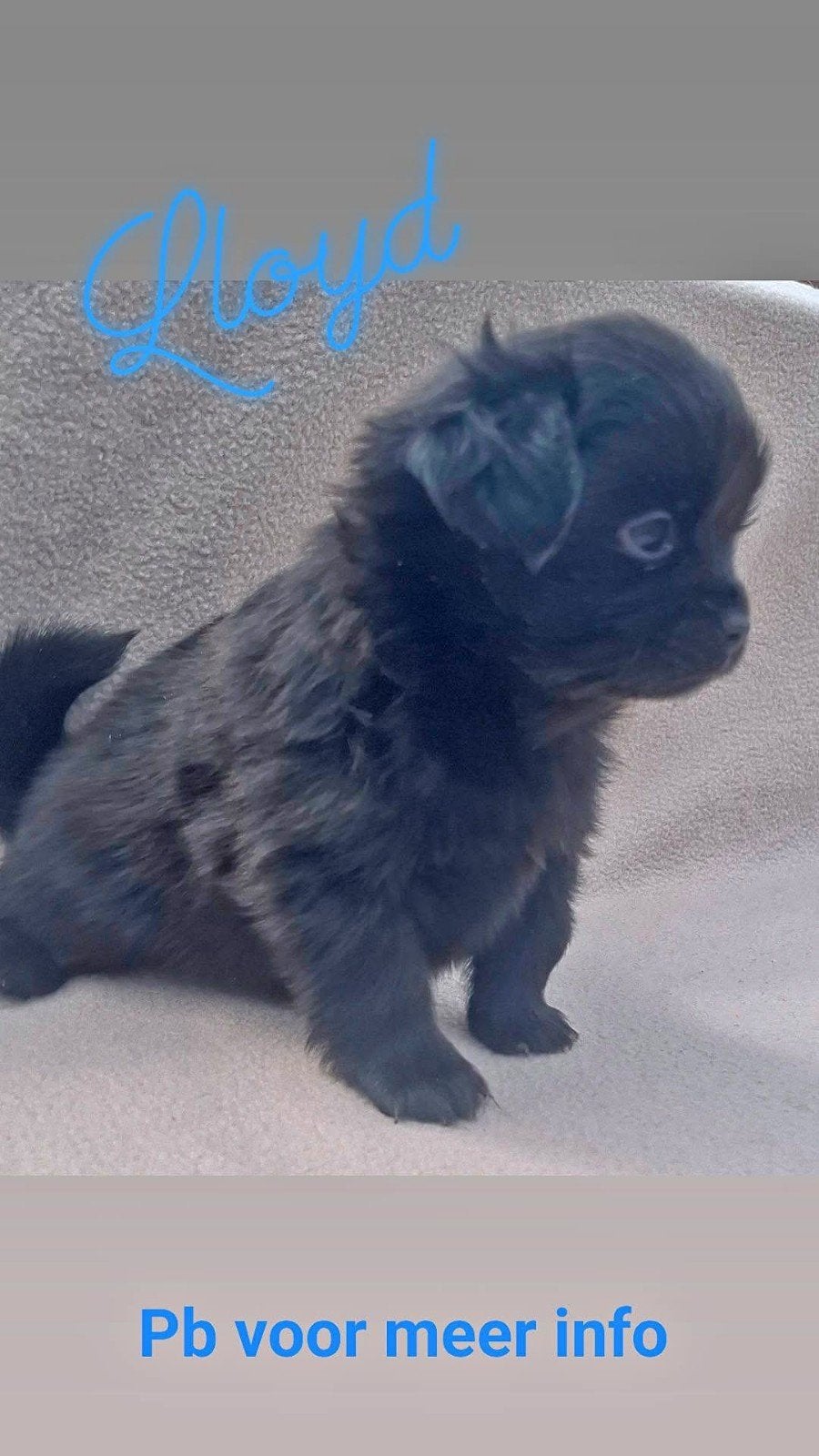 prachtige unieke Shiranian (F1) pups (Shih Tzu x Pomeriaan), Overige rassen, 8 tot 15 weken, Meerdere, Meerdere dieren