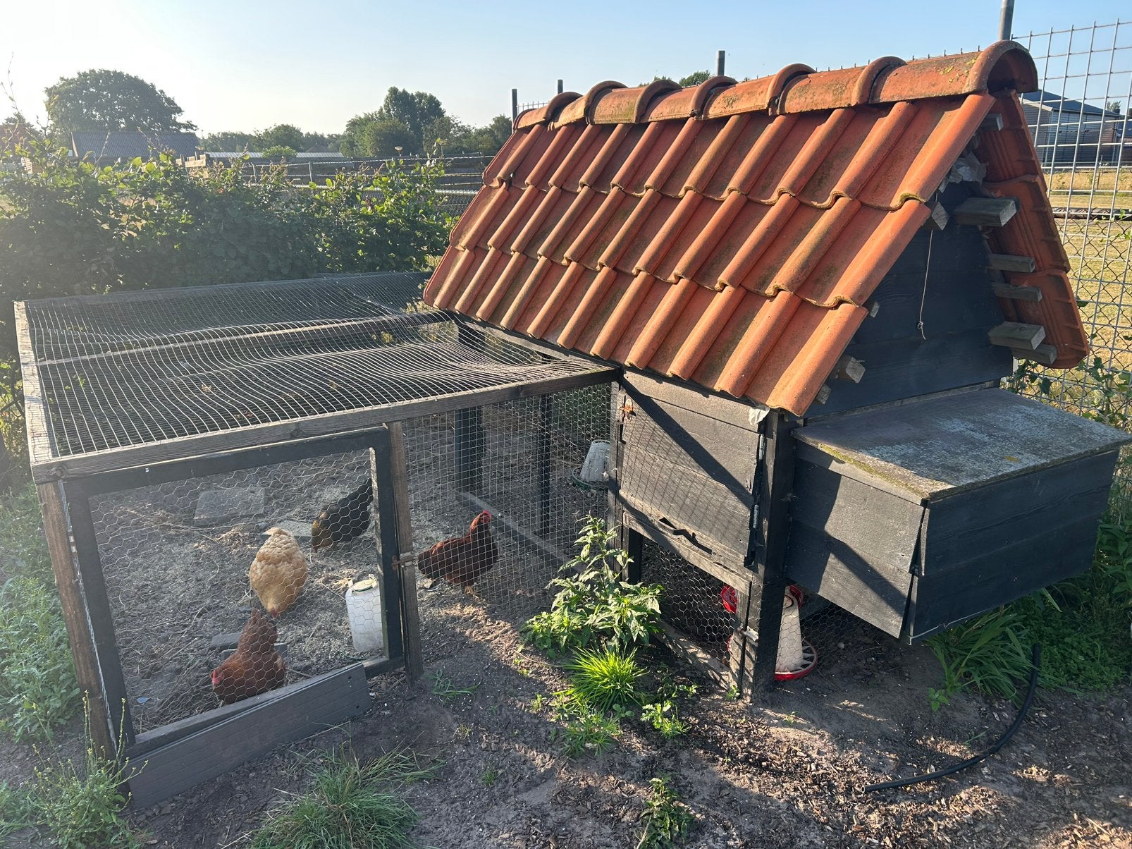 Kippenhok met ren en kippen, Ophalen, Gebruikt, Kippenhok of Kippenren