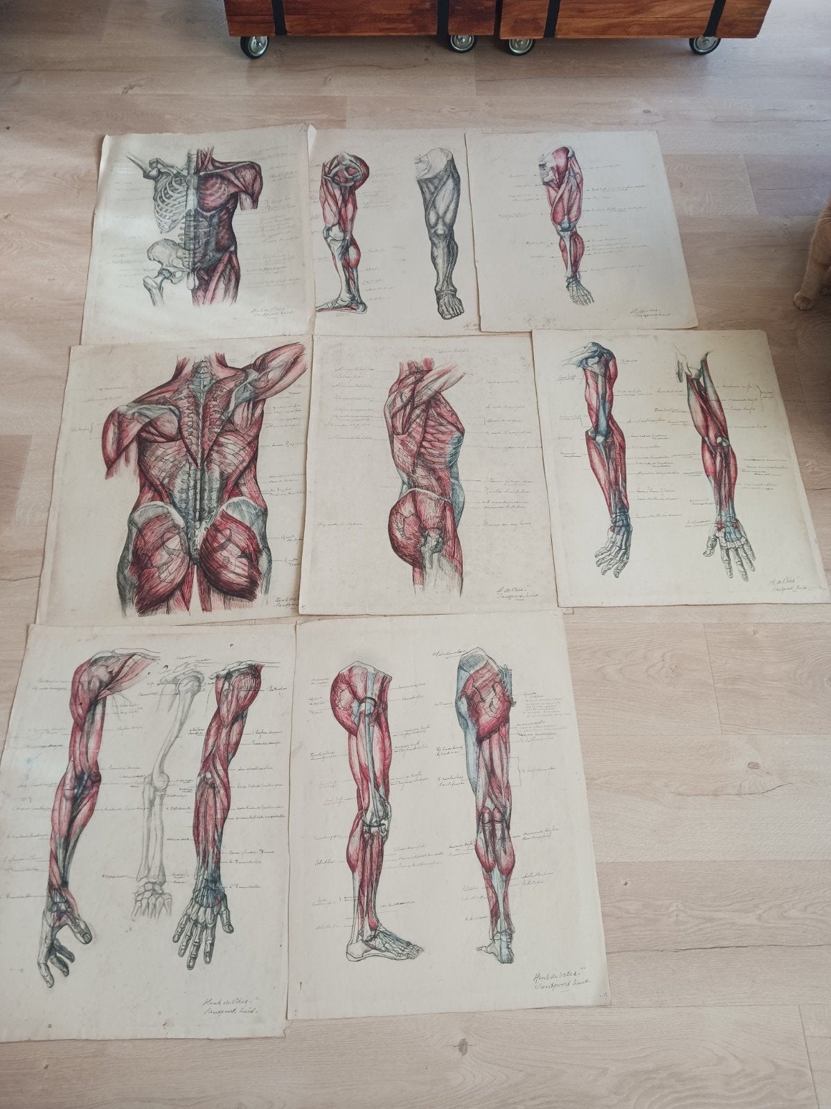 Anatomie van de spieren voor kunstschilder, Ophalen of Verzenden