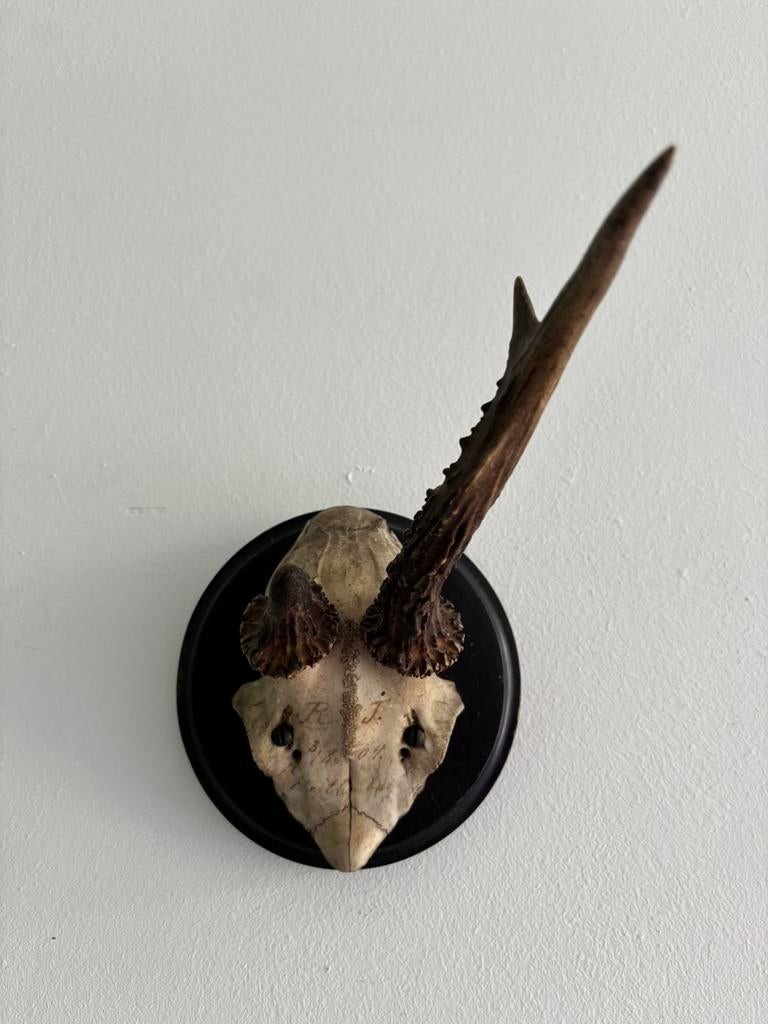 Ree gewei antiek, Antiek en Kunst, Ophalen of Verzenden