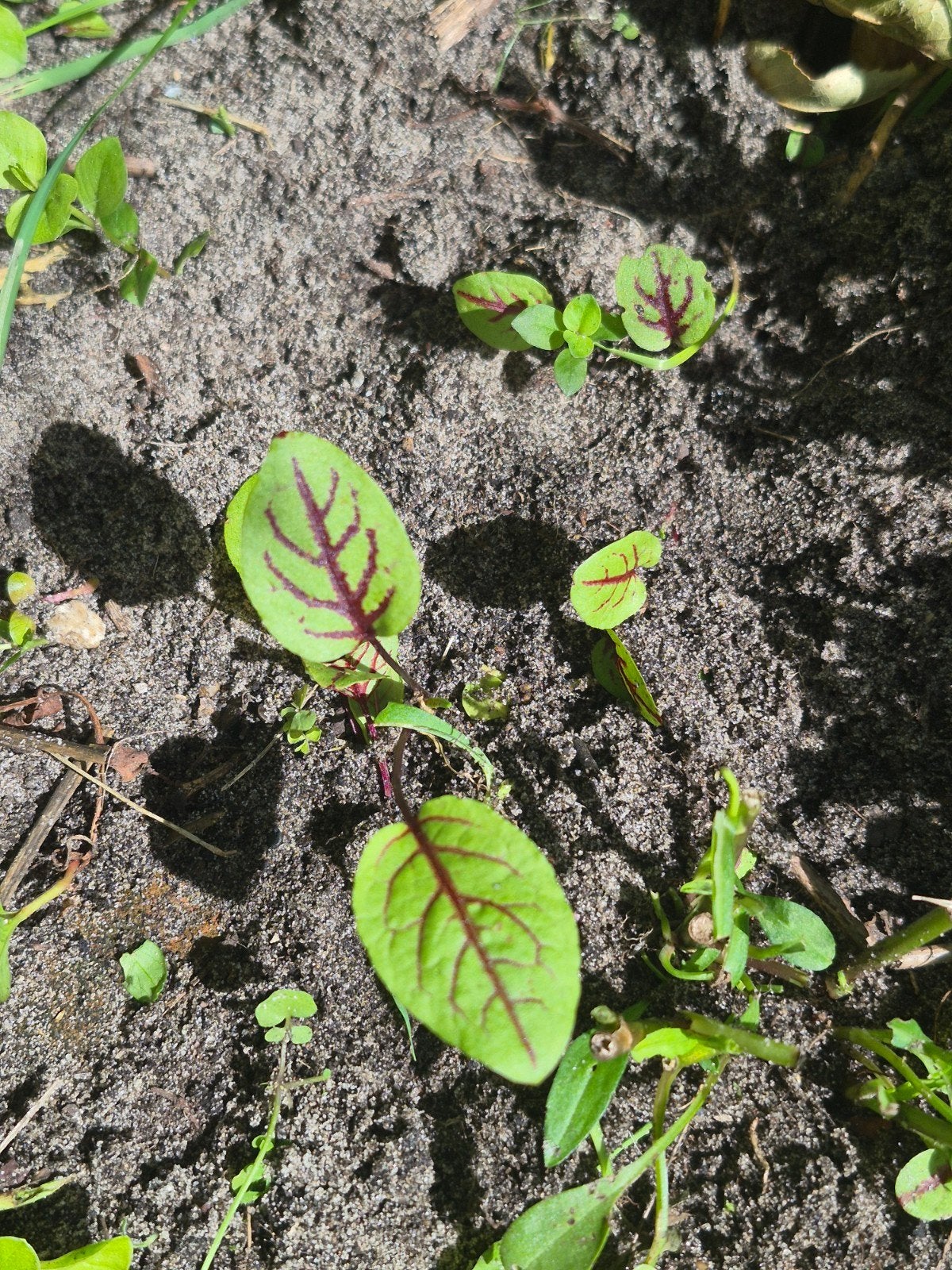 Zuring plantjes - Vers en Biologisch, Ophalen, Volle zon, Vaste plant, Kruiden