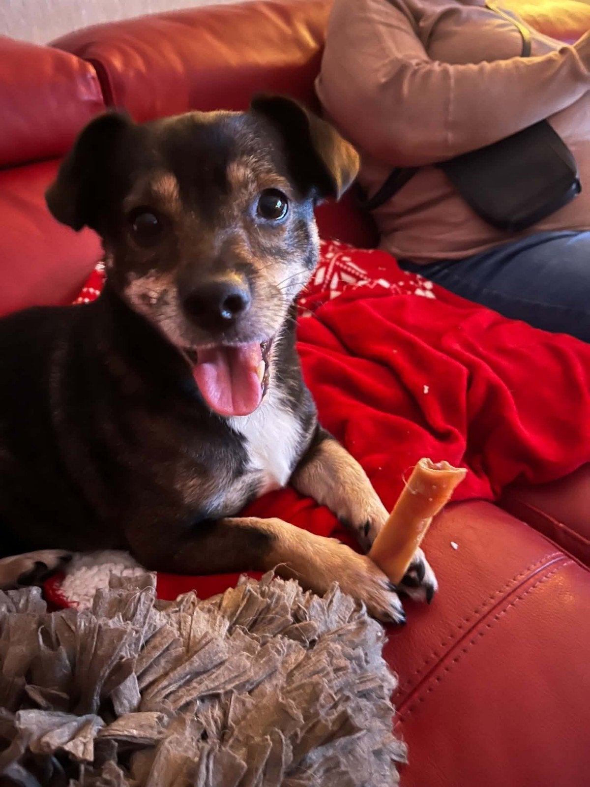 🐾🤎 MORIS – 7 JAAR… EN NOG STEEDS WACHT HIJ OP IEMAND, Dieren en Toebehoren, 6 jaar of ouder, Reu, Eén hond, Klein