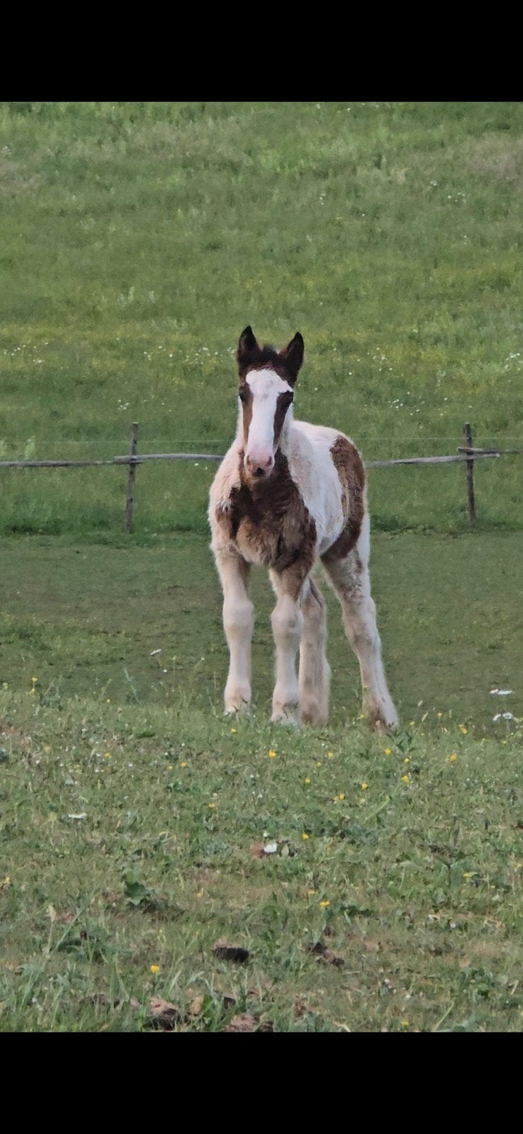 Irish cob hengst, Dieren en Toebehoren, Hengst
