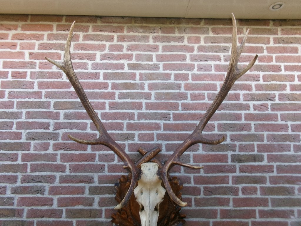 Prachtig heel groot gewei van een edelhert op apart schild, Ophalen, Zo goed als nieuw, Hert, Opgezet dier