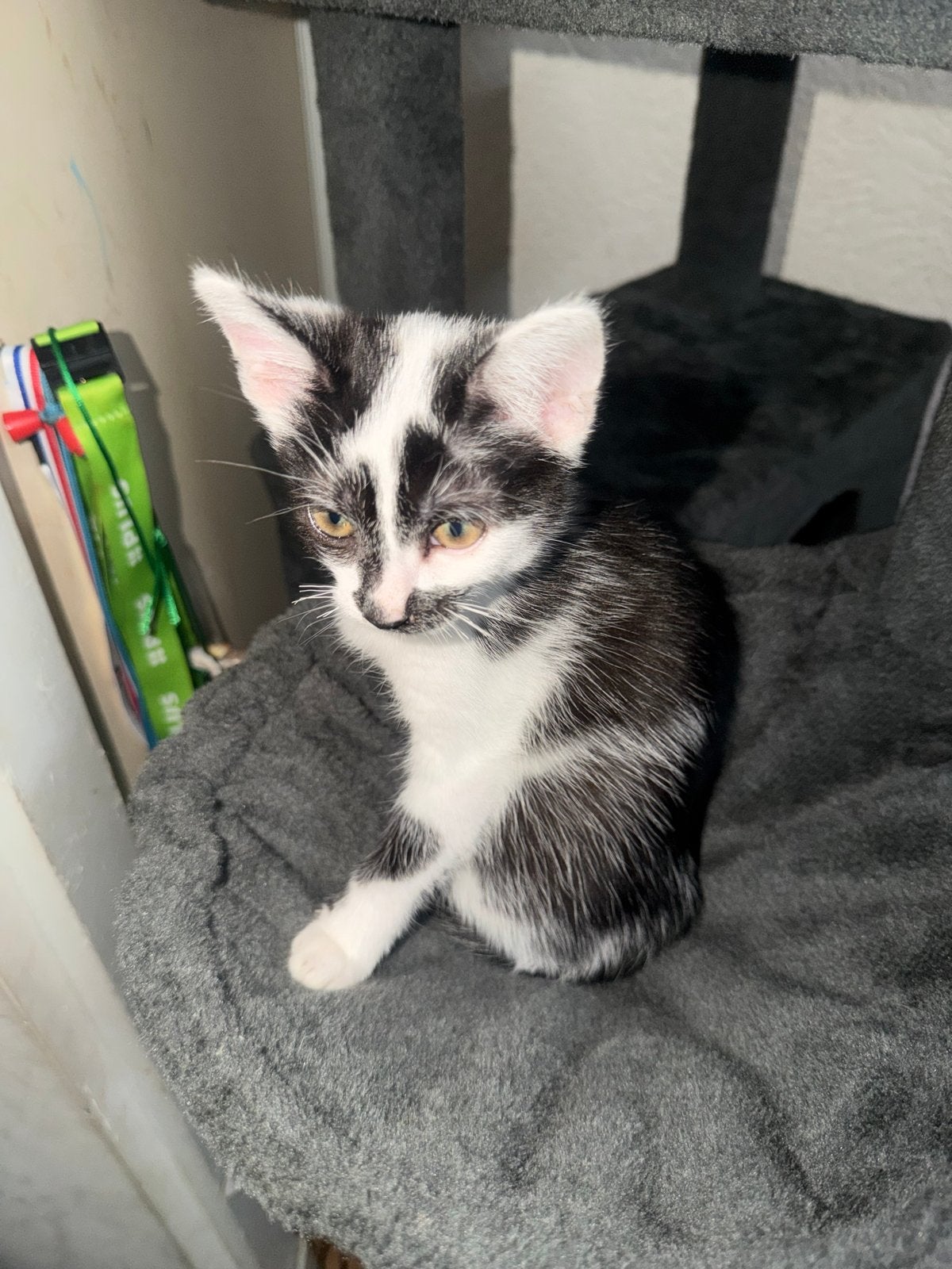Kitten te koop (katertje), Dieren en Toebehoren, Kater, Langharig, 0 tot 2 jaar