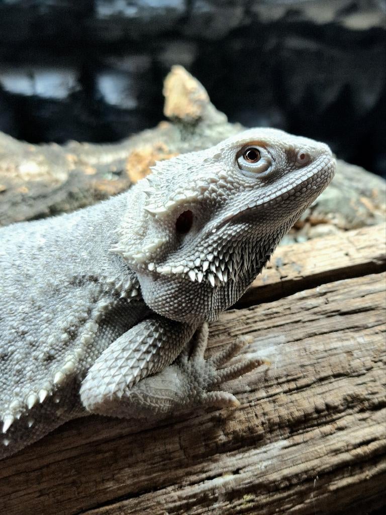 Zero Hypo het. Trans baardagaam vrouw 1 jaar Bearded Dragon - female for sale from Design Dragons