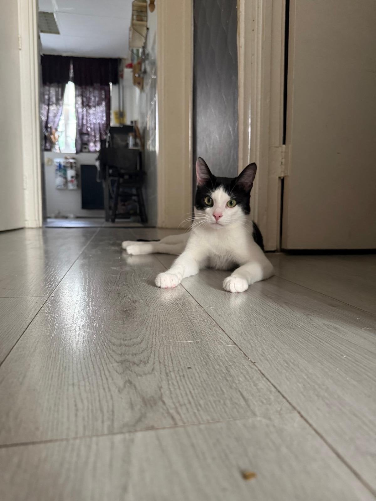 Lief katertje, Dieren en Toebehoren, Katten en Kittens | Overige Katten, Kater