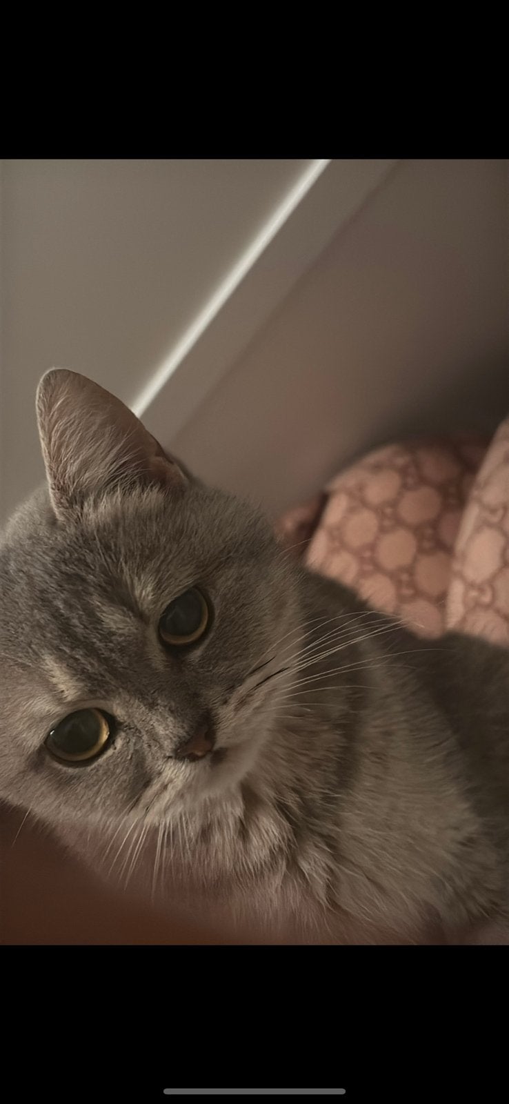 Britse korthaar poes, Poes, 0 tot 2 jaar