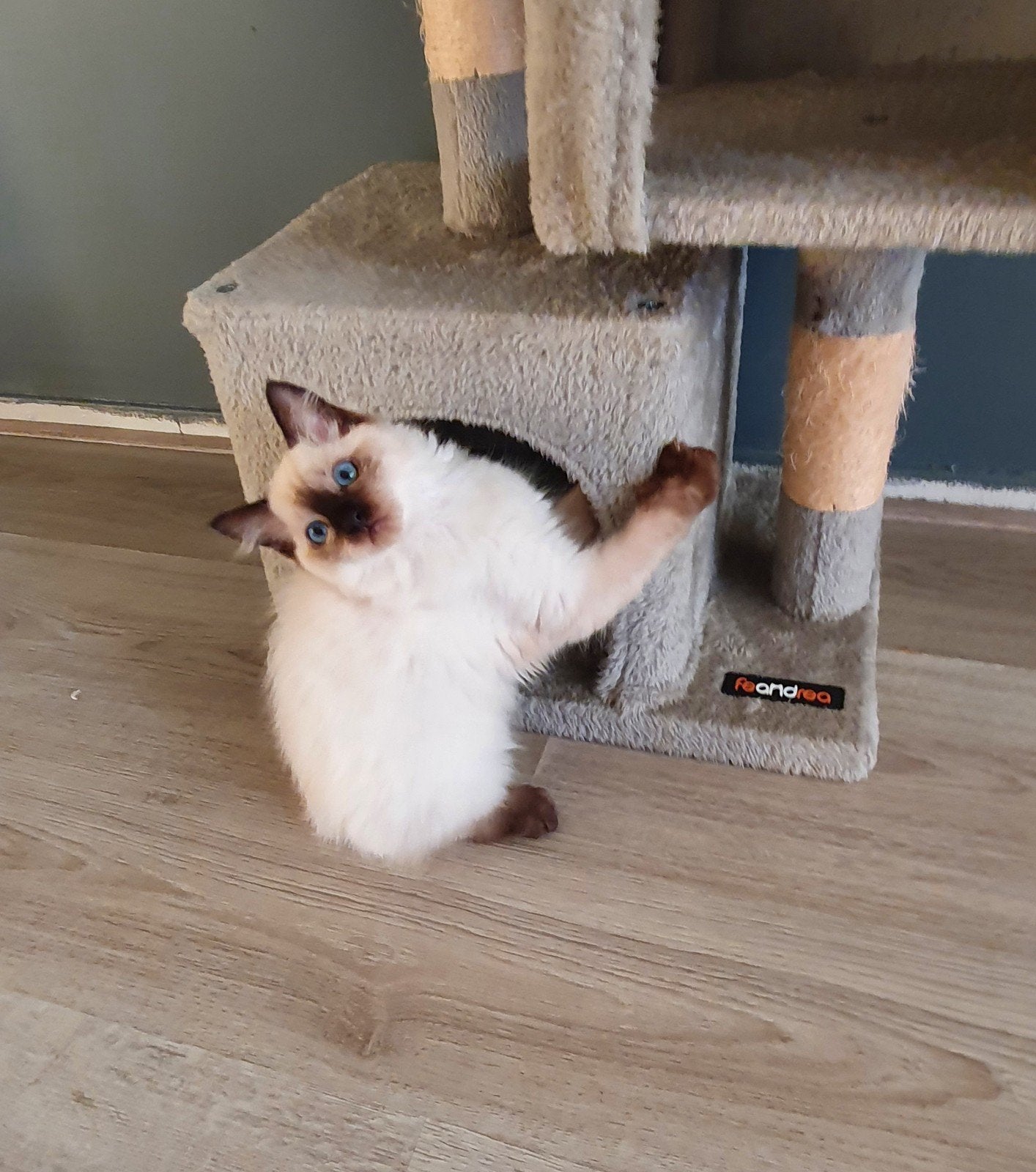 Prachtige Ragdoll Kitten (Poesje) Zoekt Nieuw Thuis! 🌸, Poes, Ontwormd
