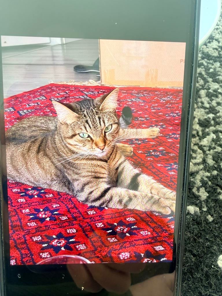 Europese poes, Dieren en Toebehoren, Katten en Kittens | Overige Katten, Poes