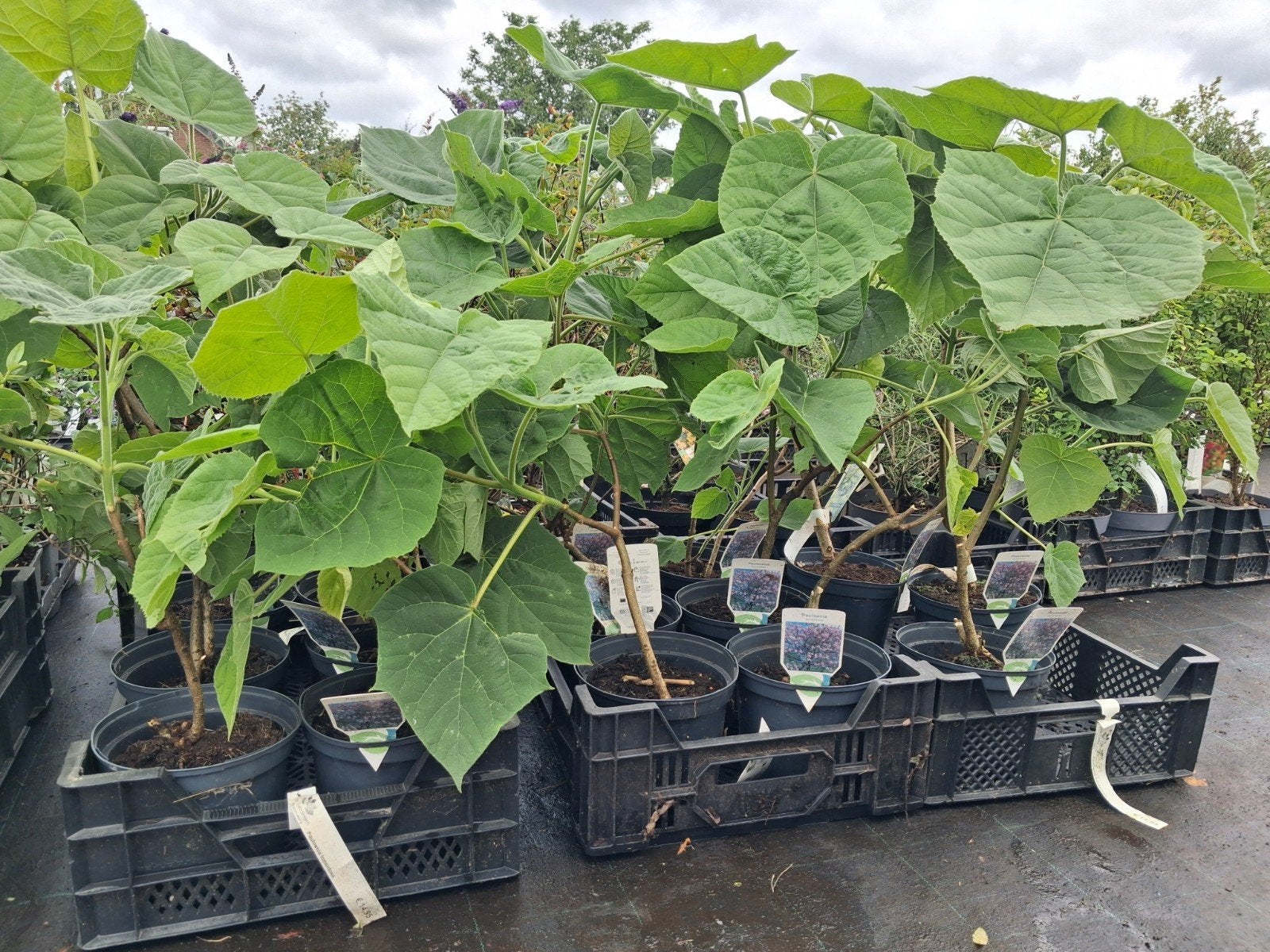 Paulownia tomentosa - Keizersboom €14,95 pst, In pot, Halfschaduw, Minder dan 100 cm, Zomer