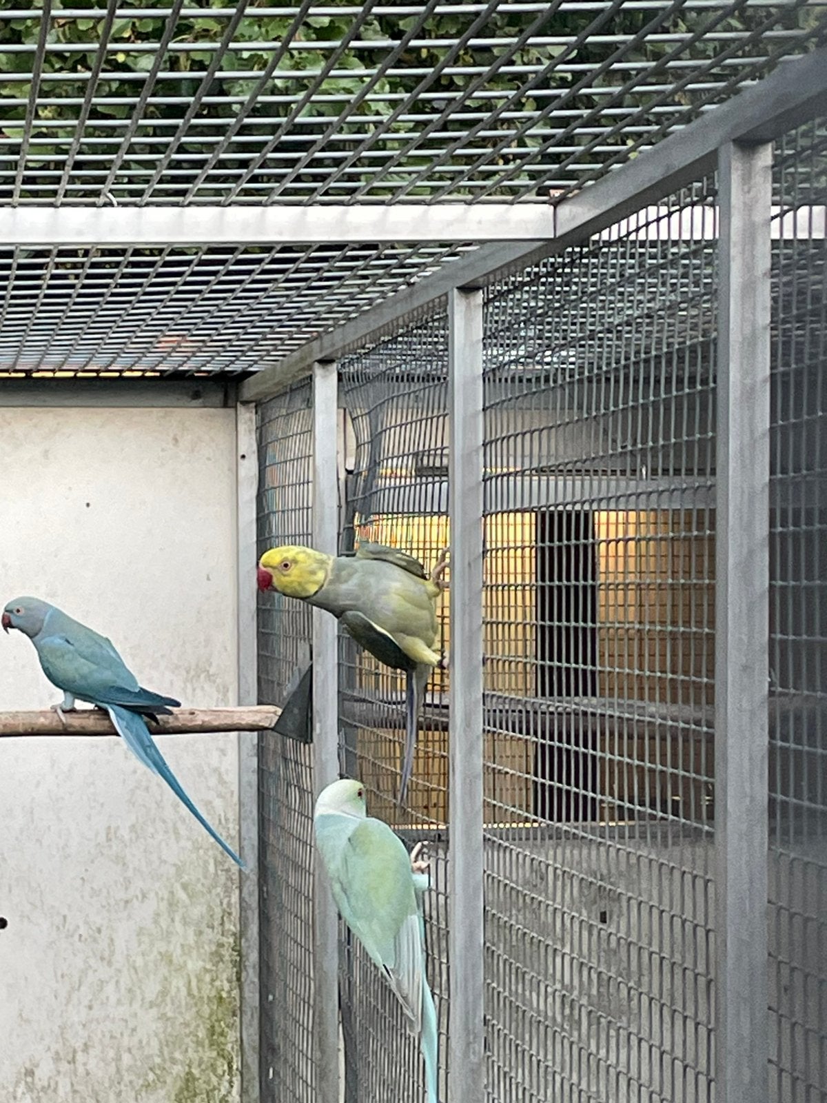 2-0 violetwitkopwitstaarten, Dieren en Toebehoren, Mannelijk, Parkiet