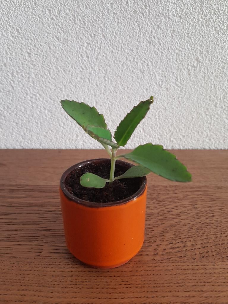Kalanchoe daigremontiana, Mother of Thousands kamerplant, Verzenden, Halfschaduw, Minder dan 100 cm