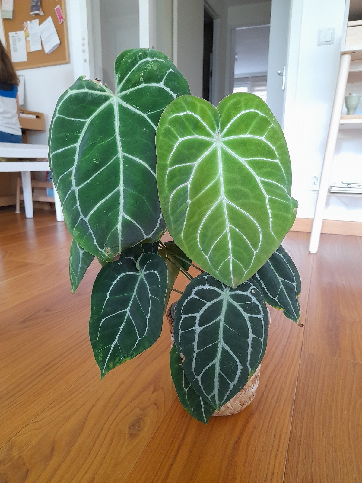 Anthurium Clarinervium - Aroid Kamerplant, Ophalen, Overige soorten, Volle zon