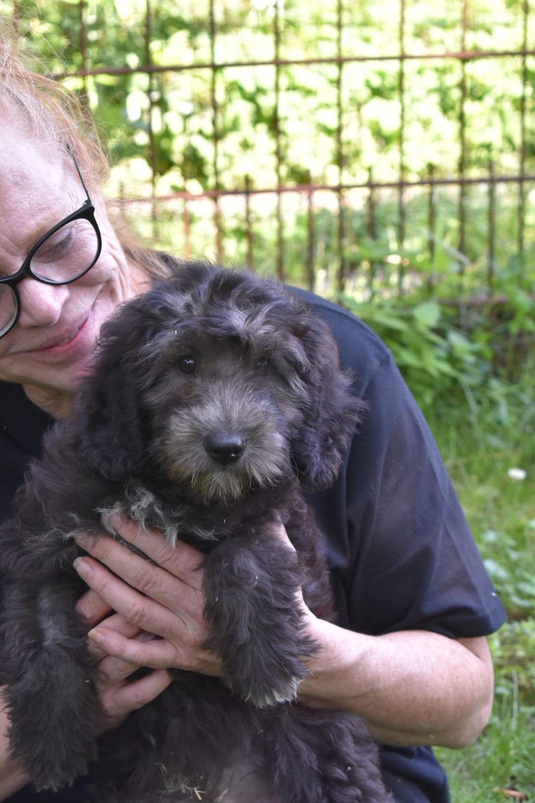 Laatste Prachtige zeer lieve ShiPoo(shihtzu x Poedel) reutje, Dieren en Toebehoren, Honden | Chihuahua's en Gezelschapshonden