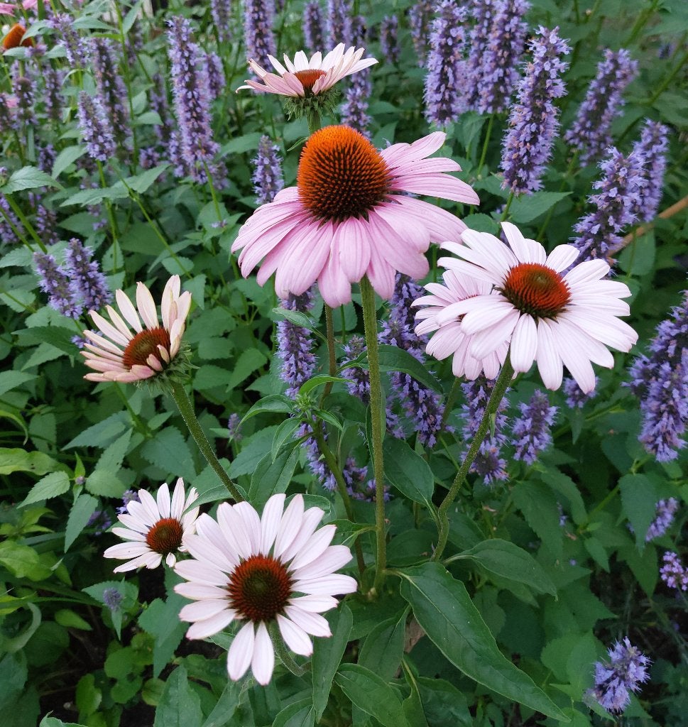 Echinacea purpurea 'Magnus' - Zonnehoed, Volle zon, Vaste plant, Zomer, Ophalen