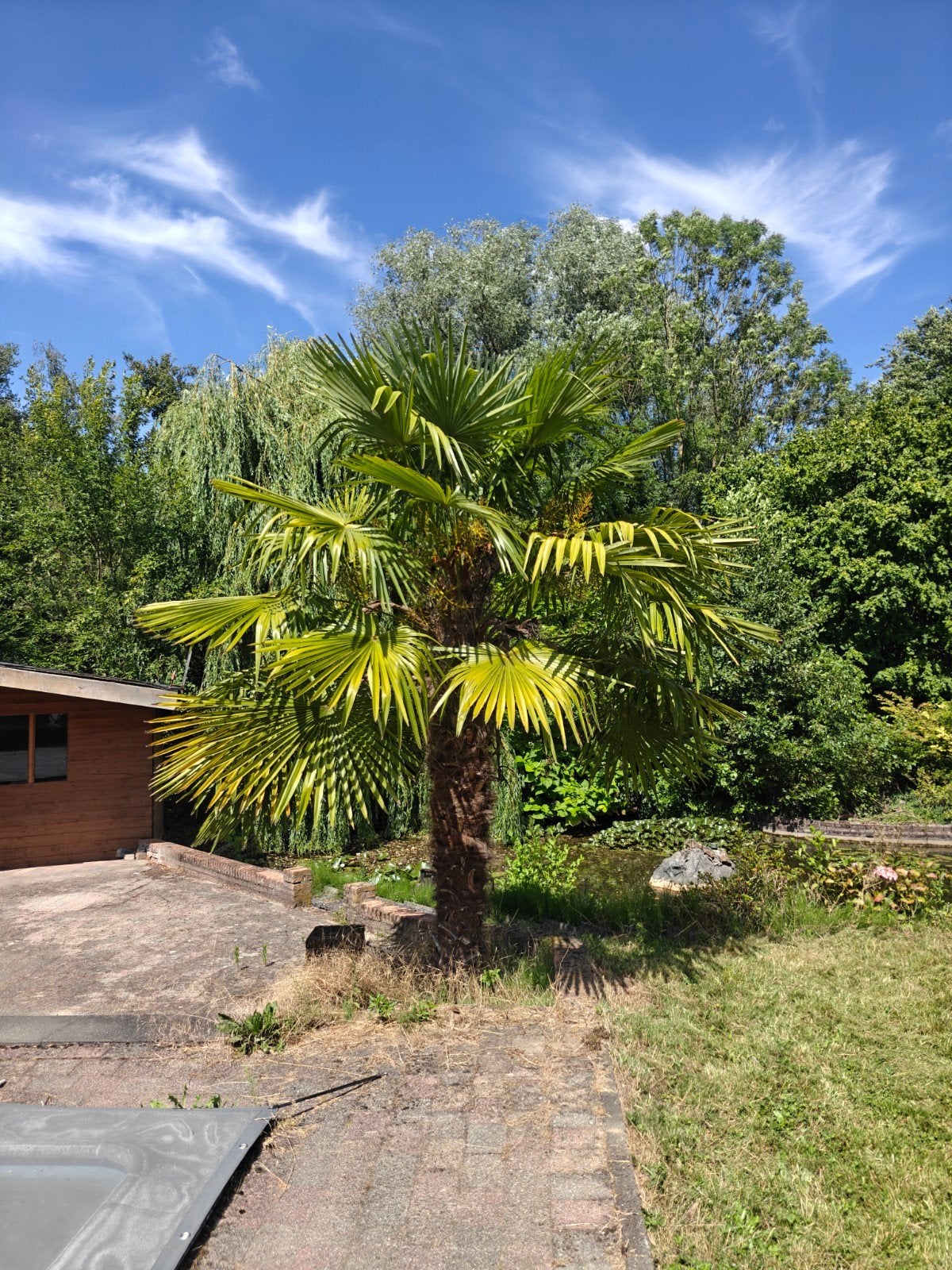 2 Grote Mooie Palmbomen - Perfect voor uw Tuin!, Bloeit niet, 250 tot 400 cm, Palmboom, Ophalen