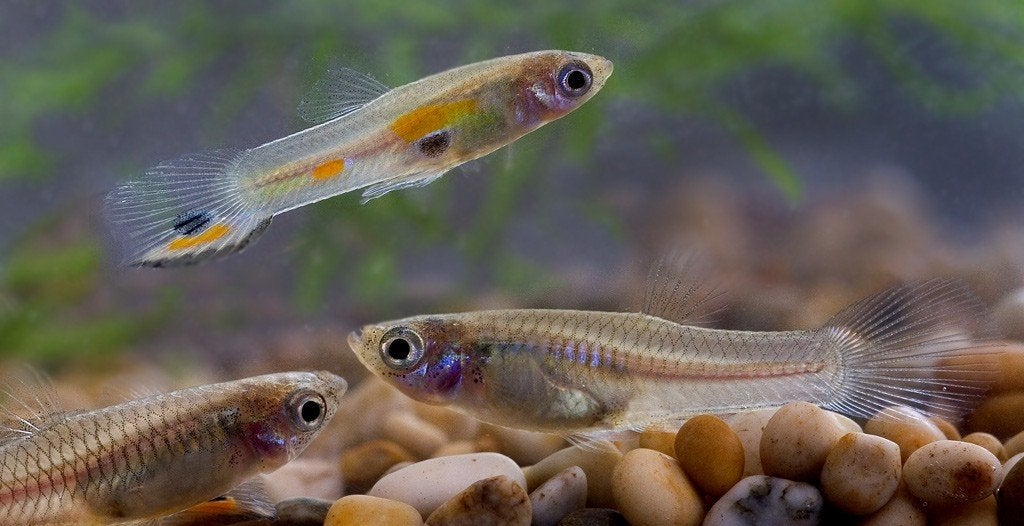 heel veel guppies te koop, Ophalen of Verzenden