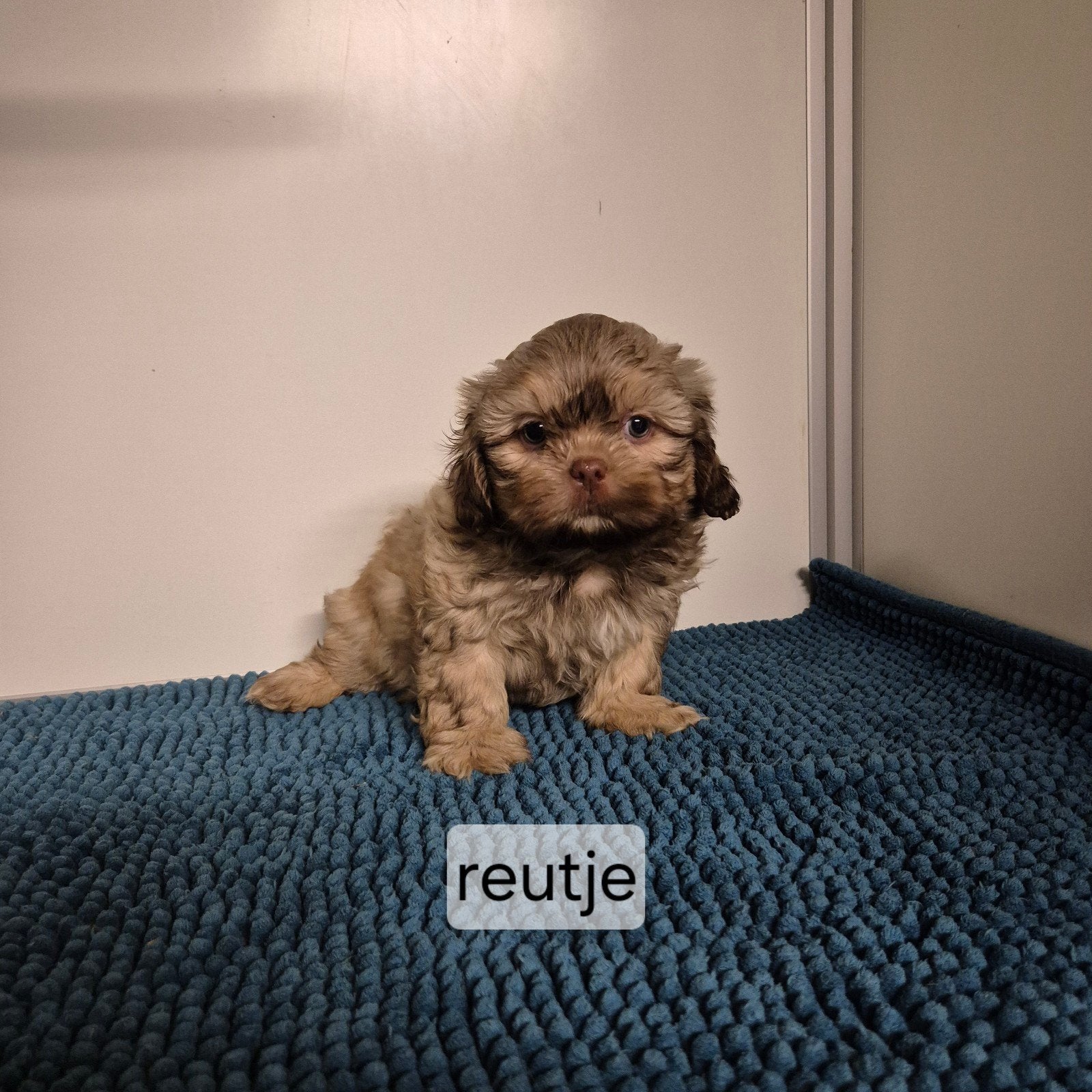 super lieve unieke kleurtjes raszuivere shih tzu pups, Overige rassen, 8 tot 15 weken, Meerdere, Meerdere dieren