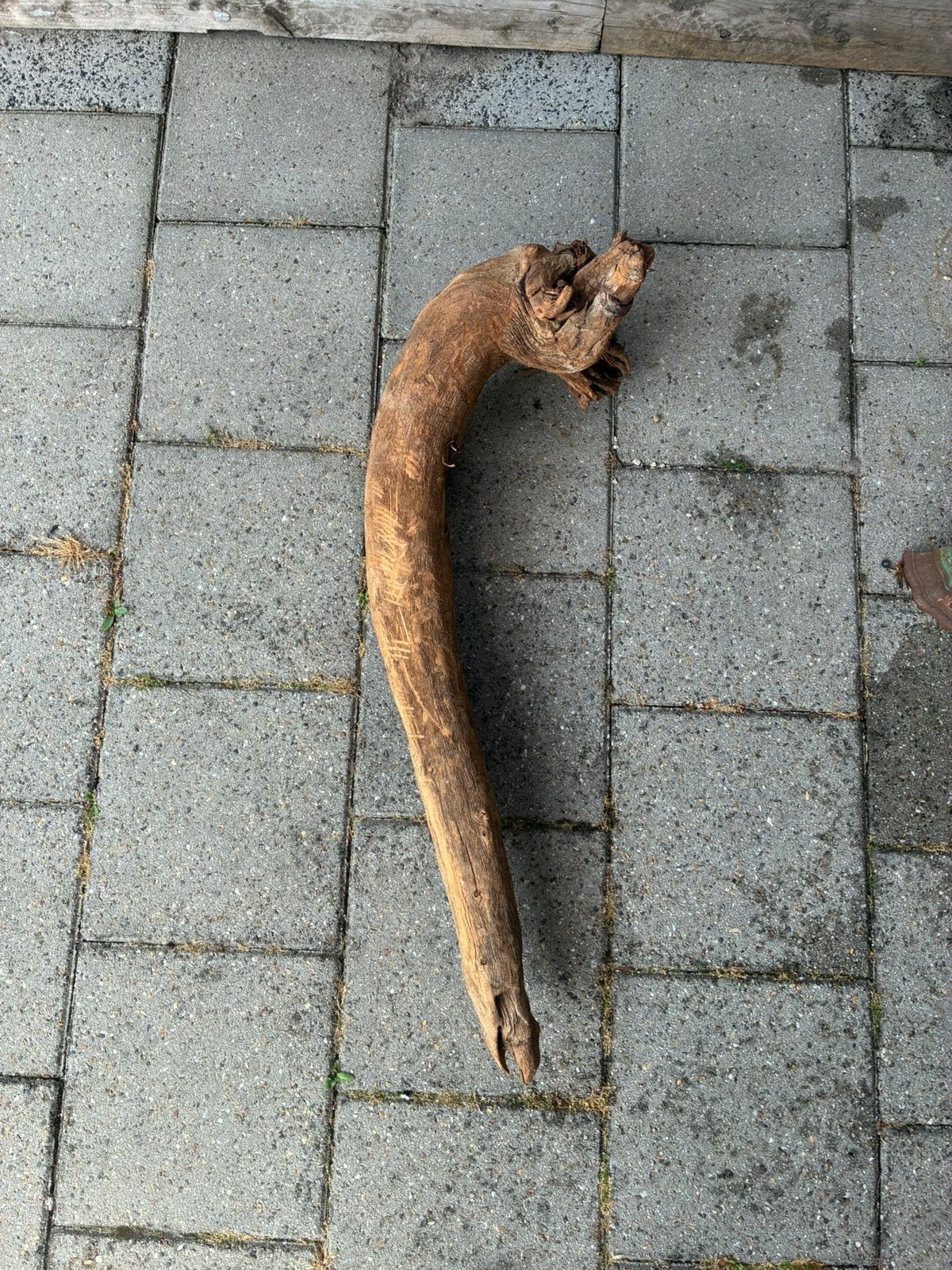 Mooi groot slagtand/wortelhout, Ophalen, Plant(en), Steen of Hout