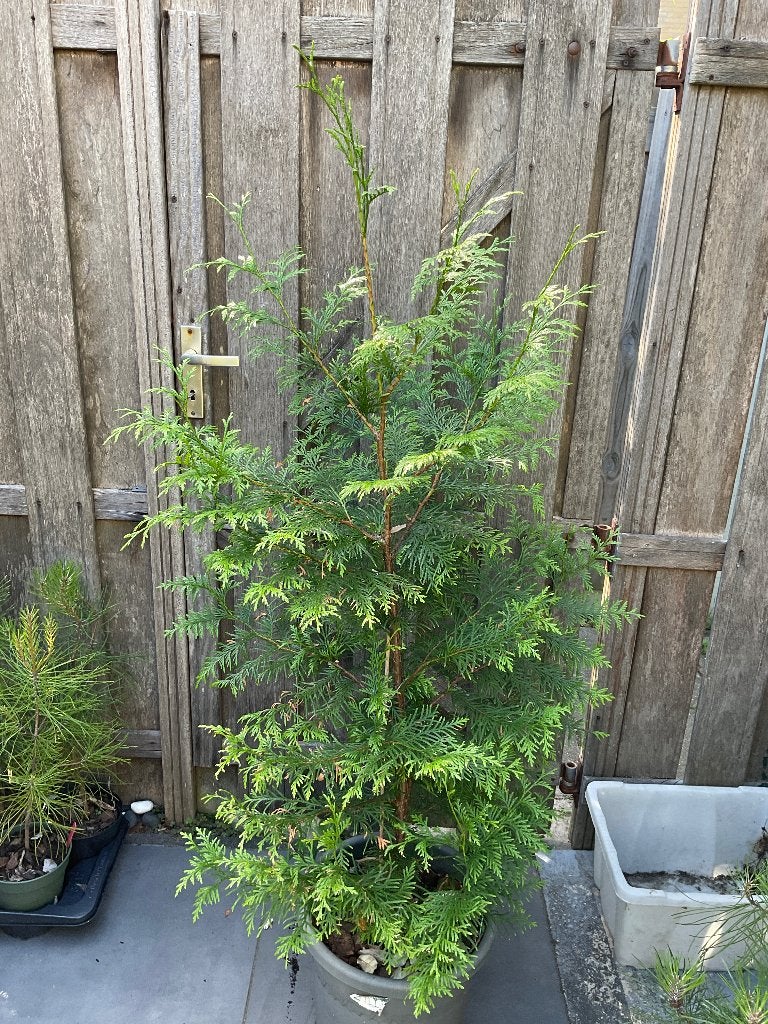 Thuja (levensboom) boom te koop, 130 cm., Ophalen, Bloeit niet, Halfschaduw, Overige soorten