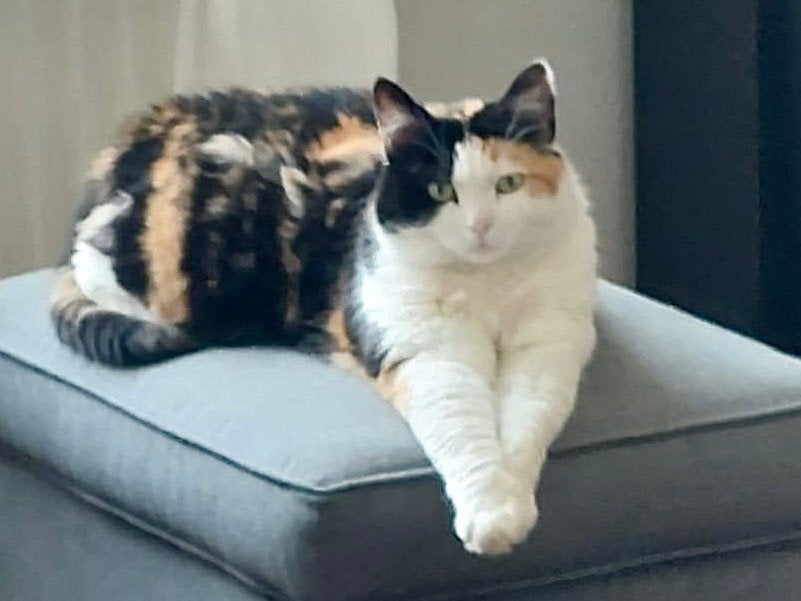 Buitenkat zoekt nieuw huisje, Poes, Kortharig, 6 jaar of ouder