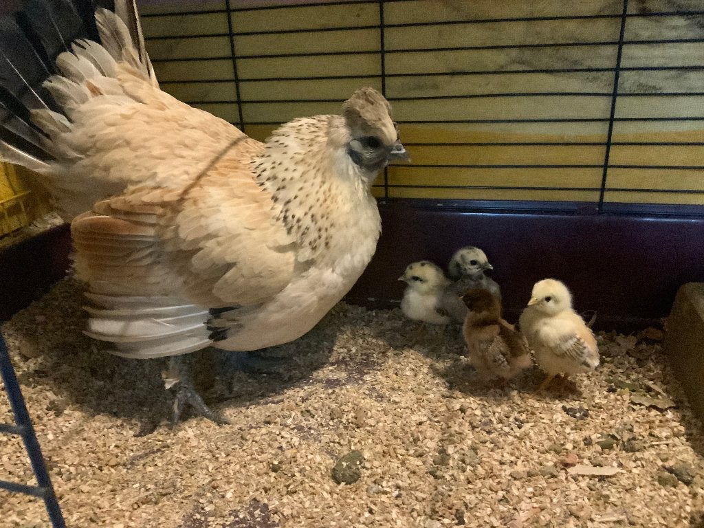 Moederkip, hen met 4 kuikens, Meerdere dieren, Kip